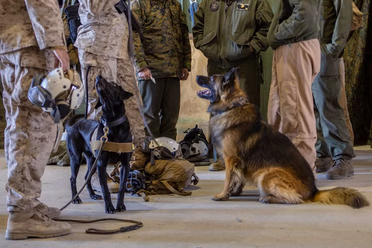 Chó nghiệp vụ Mỹ cũng có các kỹ năng đặc biệt cùng với các loại trang thiết bị hiện đại mà ít có loại chó nghiệp vụ nào khác trên thế giới có được. Nguồn ảnh: BI.