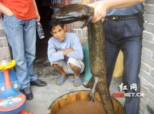 Con cá cóc khổng lồ dài gần 1,3m, nặng 7,6kg được các nhà chức trách huyện Nguyên Lăng, tỉnh Hồ Nam (Trung Quốc) nhanh chóng truy tìm, thu giữ sau 1 vụ bắt, buôn, bán trái phép diễn ra đầu tháng 9/2010. Con cá này được 1 nông dân trong huyện bắt được trong lúc đi đánh cá ở khu vực cấm và bán lại cho cho thương lái. (Ảnh: Theo Vnexpress, Xinhuanet).