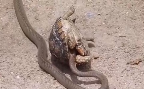 Con rắn nâu Úc này tiếp cận với chú rùa để ăn trộm trứng. Tuy nhiên không hiểu vì sao nó lại chui đầu vào dưới mai rùa và bị mắc kẹt ở đó.