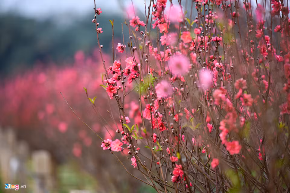 Ngoài những cơ sở làm dịch vụ về hoa, giới trẻ cũng có thể vào các vườn đào đang nở đỏ rực chỉ với giá 20.000 đồng hoặc miễn phí tùy chỗ.