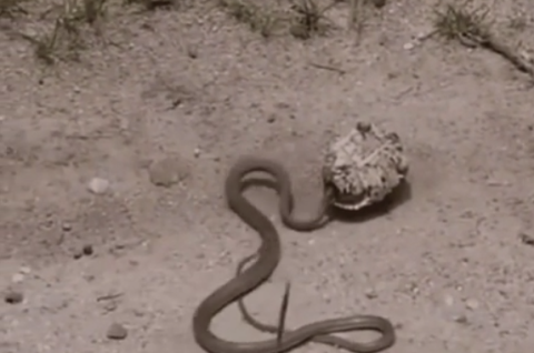 Một người địa phương đã tình cờ bắt gặp và quay video lại. Trong clip, Sinh vật này quằn quại trong hồi lâu và phải liên tục nỗ lực giãy giụa mạnh để thoát thân.