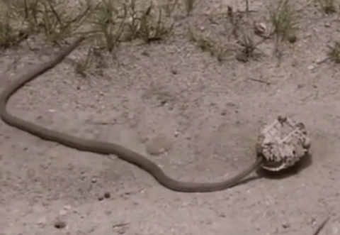 Khi vừa rút đầu ra được khỏi thân rùa, con rắn liền hoảng loạn bỏ chạy. Có lẽ, nó đã có một bài học nhớ đời vì đi ăn ắp trứng rùa.