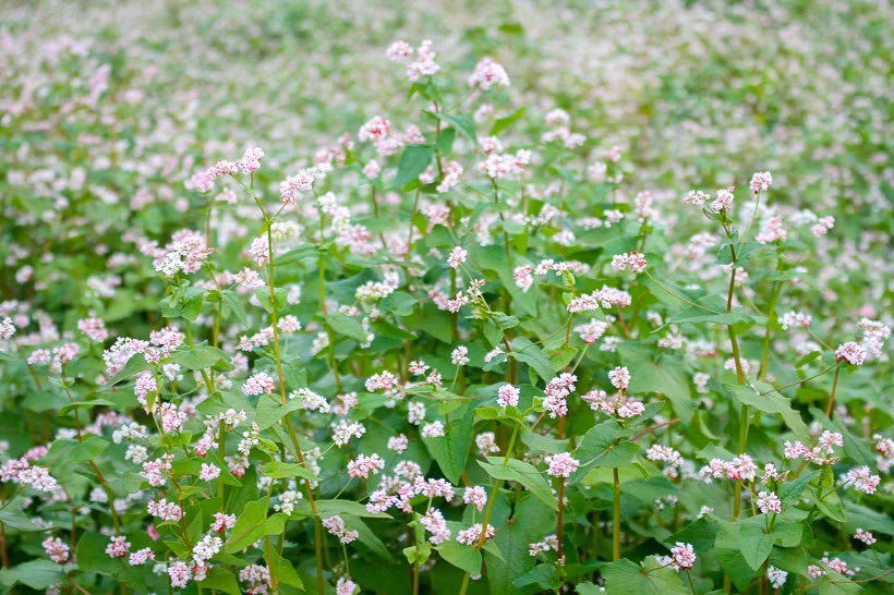 Với người dân Hà Giang, tam giác mạch là cây lương thực khá lâu đời.