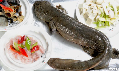 Cá cóc khổng lồ thuộc danh sách đỏ cần được bảo vệ nhưng vẫn coi là món khoái khẩu và ngành kinh doanh phát đạt ở Trung Quốc. Ảnh: BBC.