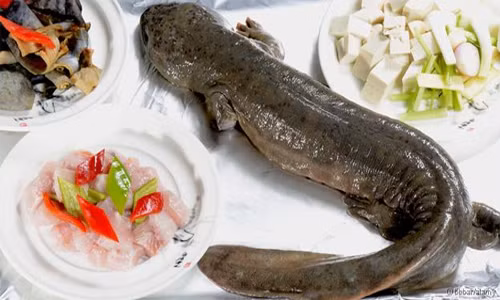 Cá cóc khổng lồ thuộc danh sách đỏ cần được bảo vệ nhưng vẫn coi là món khoái khẩu và ngành kinh doanh phát đạt ở Trung Quốc. Ảnh: BBC.