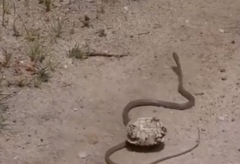 Rắn nâu phương đông là loài rắn bản địa Australia. Chúng được đánh giá là loài rắn cạn độc thứ 2 trên thế giới, sau loài rắn Taipan nội địa. Nọc độc của loài vật này có thể khiến kẻ bị tấn công nhiễm độc thần kinh, rối loạn đông máu, suy thận và tử vong trong thời gian ngắn.