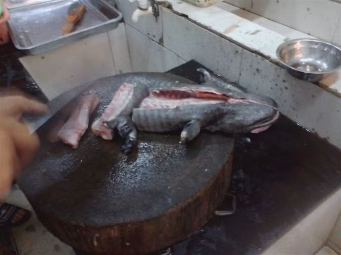 Đầu bếp đang làm thịt 1 con cá cóc khổng lồ ở 1 nhà hàng tại Trung Quốc. Ảnh: Báo Giao thông.