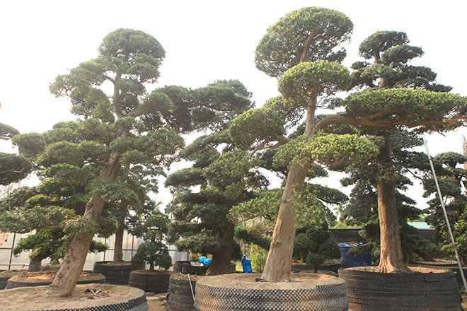 "Đặc điểm của cây tùng là phong thủy rất tốt, sinh khí nhiều, quanh năm không bỏ lá như những loại cây bản địa nên được nhiều người đón nhận", người quản lý vườn tùng chia sẻ.