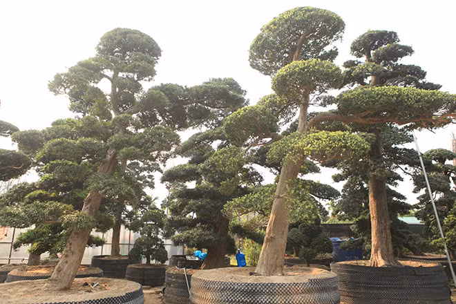 "Đặc điểm của cây tùng là phong thủy rất tốt, sinh khí nhiều, quanh năm không bỏ lá như những loại cây bản địa nên được nhiều người đón nhận", người quản lý vườn tùng chia sẻ.