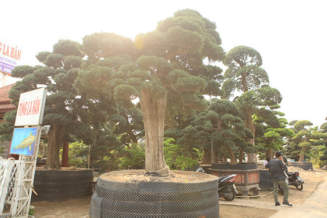 "Để hình thành một vườn tùng lớn như vậy rất khó khăn, một mình tôi không thể làm nổi, anh em cùng chung sức, cuối cùng cũng có được một vườn tùng la hán Nhật Bản lớn nhất Việt Nam", người quản lý vườn tùng chia sẻ.