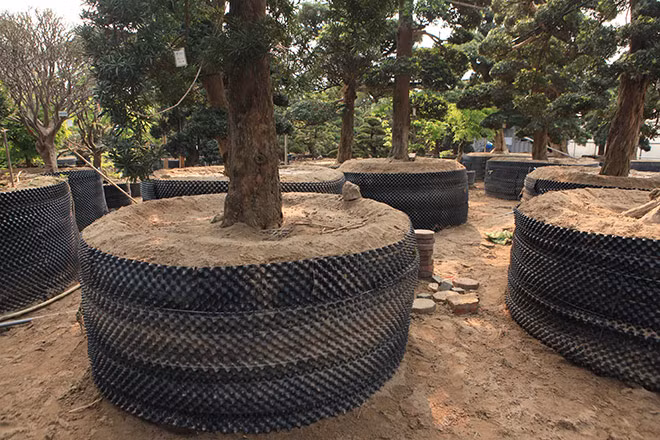 Nói đến tùng là nói đến sự hiên ngang, trường tồn, bất khuất. Ở môi trường nào cây tùng cũng có thể sống được nên rất nhiều người yêu thích", ông Lành thông tin.