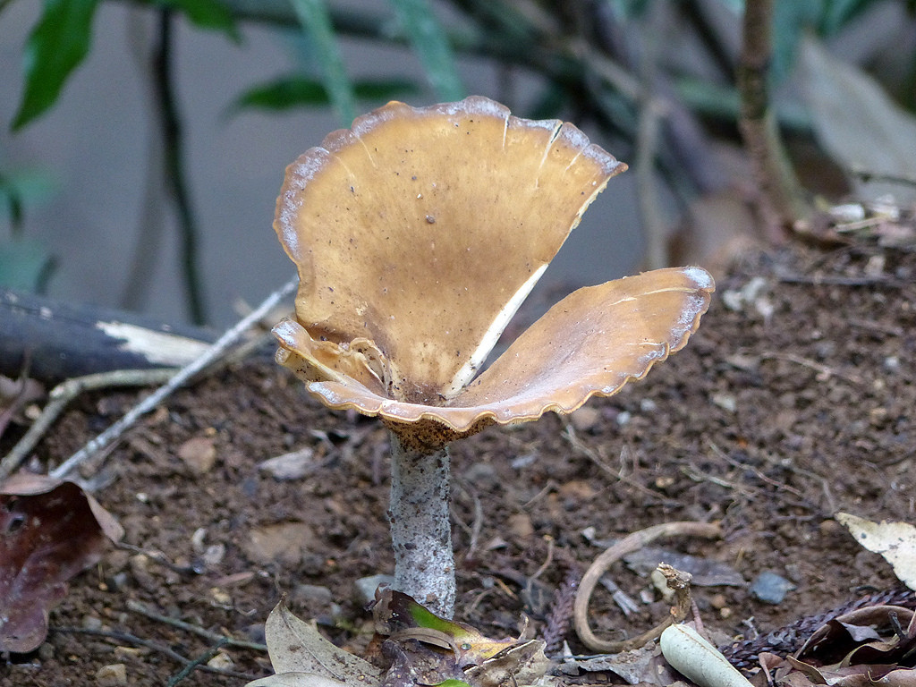 Loài nấm mọc hoang này được tìm thấy trên thân gỗ chết. Ảnh: Flickr.