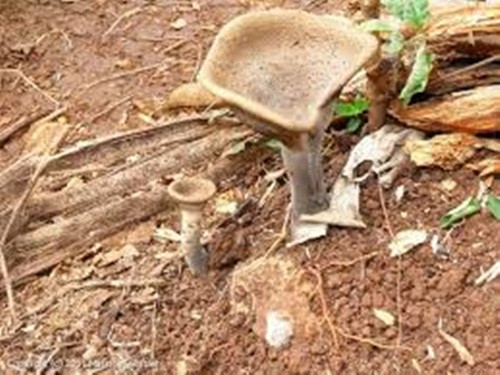 Chúng có thể trì hoãn sự tiến triển của bệnh tiểu đường và tốt cho những người bị suy nhược. Ảnh: MycoDB.