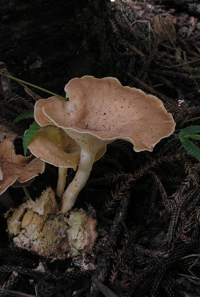 Cây nấm có thể cao tới 30cm. Ảnh: Flickr.