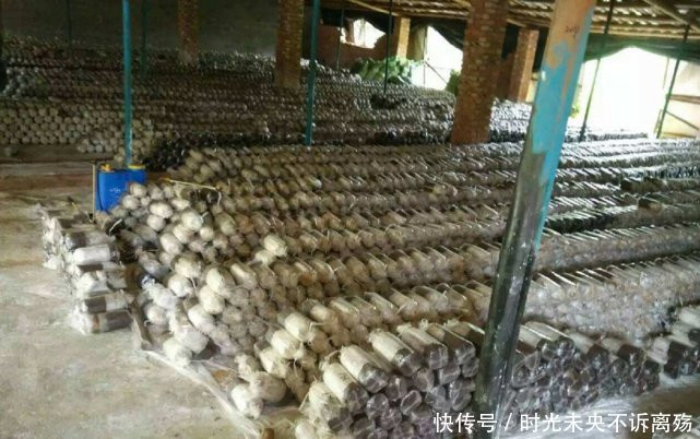 Tuy nhiên, do có giá trị kinh tế cao nên nấm cũng được nghiên cứu và nuôi trồng trên các chất thải hữu cơ như ngô, mùn cưa. Ảnh: Cyegushi.