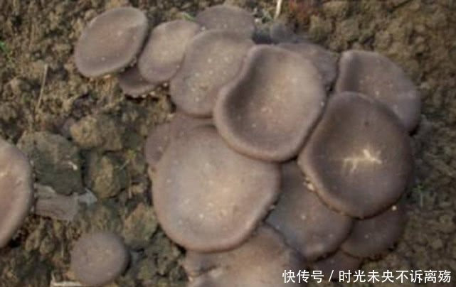 Nấm Sữa Hổ được với bán với giá cao vì một số nghiên cứu chỉ ra rằng nấm có giá trị dinh dưỡng cao. Ảnh: Cyegushi.