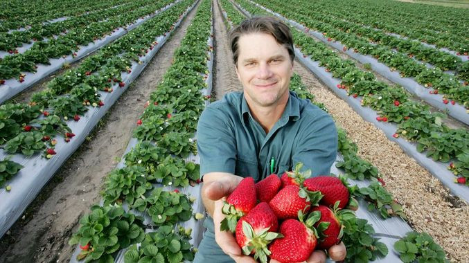 Tại các cửa hàng bán hoa quả nhập khẩu ở Việt Nam, những trái dâu tây Australia căng mọng thu hút đông đảo người tiêu dùng dù giá bán lên tới gần 500.000 đồng/kg. Ảnh: Sunshine.