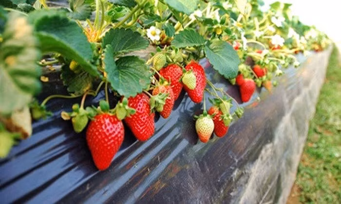 Mùa dâu tây Australia rộ nhất vào tháng 7, tháng 8. Ảnh: Ikisaan.