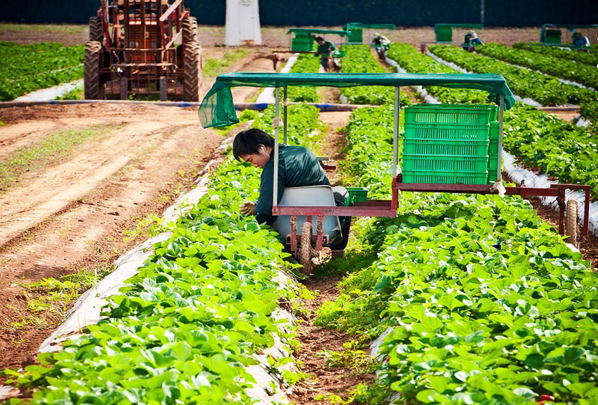 Trước scandal này, Australia đã hỗ trợ 1 triệu đô la Australia để giúp người trồng dâu tây vượt qua giai đoạn khó khăn. Ảnh: Sss-strawberries.