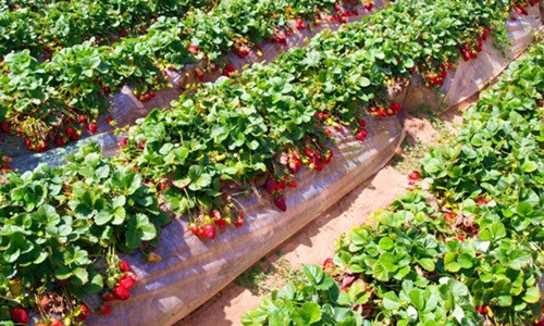 Tại Australia, dâu tây được trồng nhiều trong khu vực như Toolangi (Victoria), Stanthorpe (Queensland), Western Australia và South Australia. Ảnh: The New Daily.