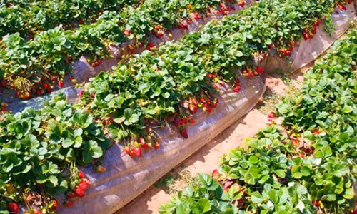 Tại Australia, dâu tây được trồng nhiều trong khu vực như Toolangi (Victoria), Stanthorpe (Queensland), Western Australia và South Australia. Ảnh: The New Daily.