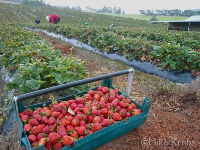 Dâu tây được trồng từ tháng 2. Tháng 5 bắt đầu có trái kéo dài đến tháng 9. Ảnh: Western Australia.