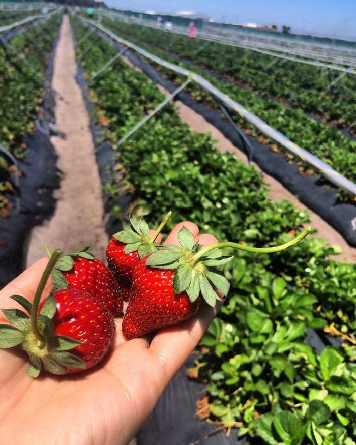 Những quả dâu tây Australia to, mọng, màu đỏ tươi, hình trái tim đẹp mắt. Ảnh: Yelp.