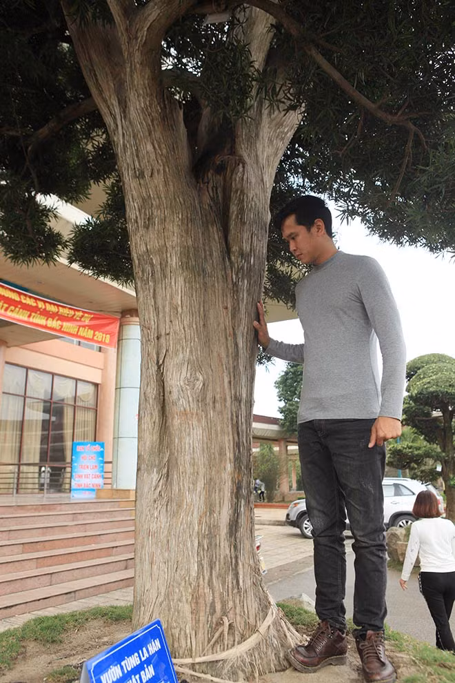 Cây cao 4m, đường kính thân cây 40cm, có tuổi đời 450 tuổi. Ảnh: Dân Việt.