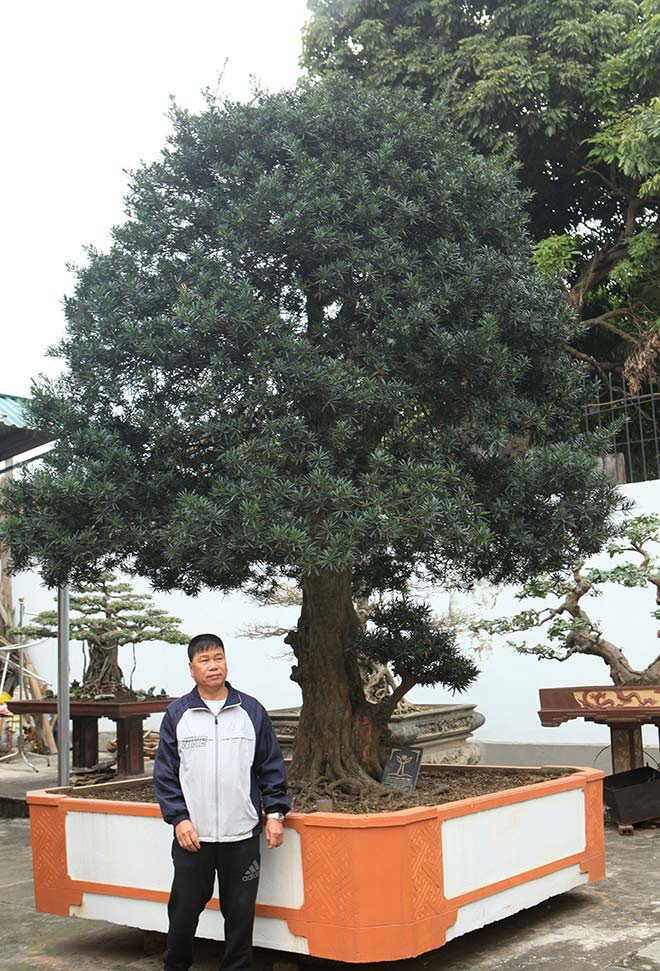 Còn đây là cây tùng la hán nằm trong khuôn viên nhà ông Phan Văn Toàn (TP. Việt Trì, Phú Thọ) có dáng độc lạ “độc trụ kình thiên – cây gậy chống trời”. Ảnh: Dân Việt.