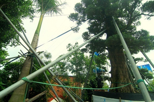 Mỗi cây tùng cao từ 6-9m. Ảnh: Infonet.