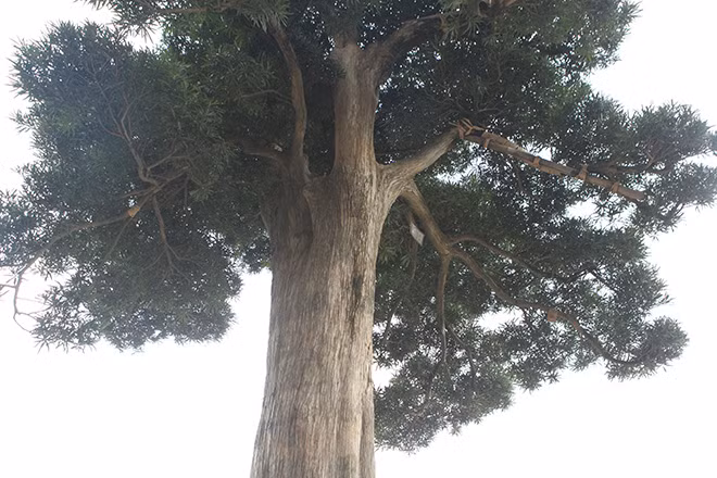 Cây được chủ nhân rao bán với giá hơn 4 tỷ đồng. Ảnh: Dân Việt.