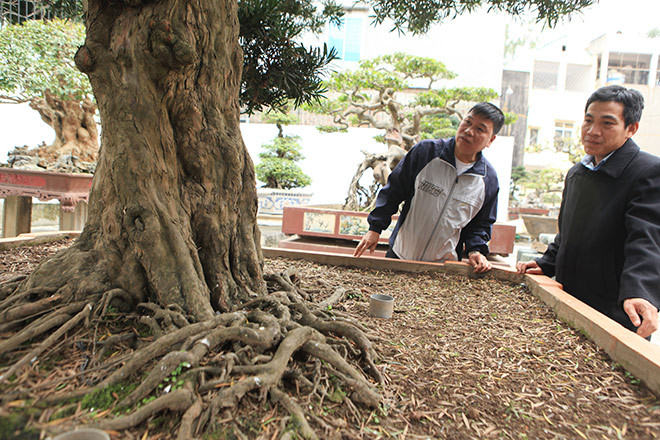 Theo anh Toàn, đây là cây tùng đại thụ, rất hiếm trong làng cây cảnh Việt Nam. Ảnh: Dân Việt.