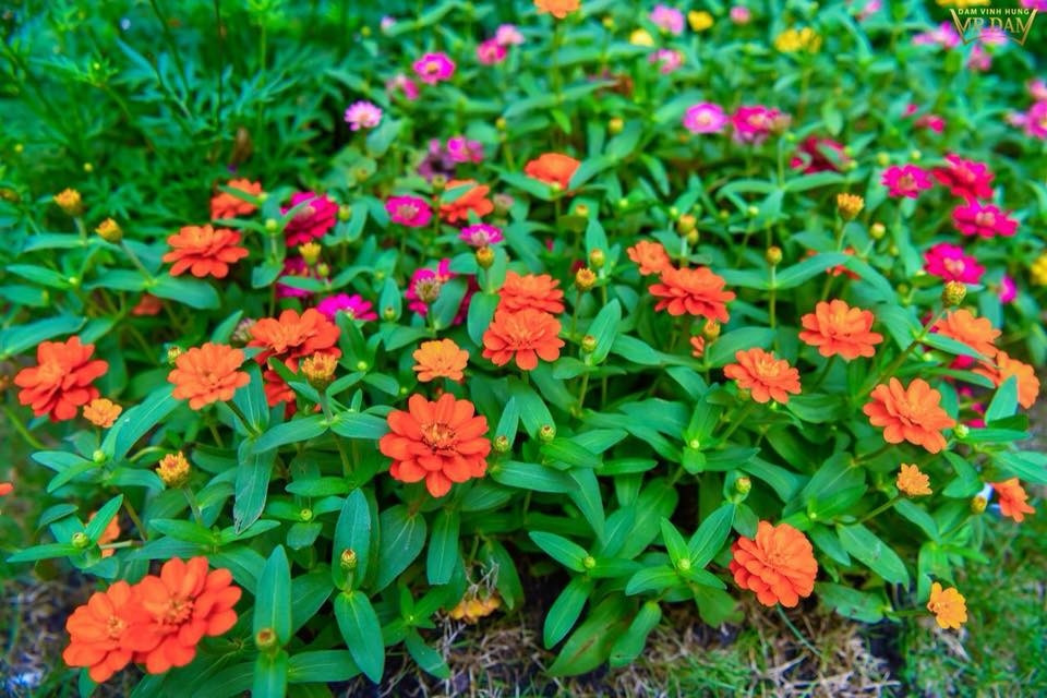 Đủ các loại hoa đầy màu sắc.