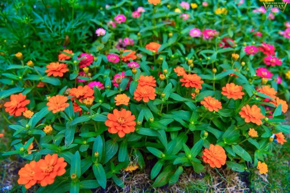 Đủ các loại hoa đầy màu sắc.