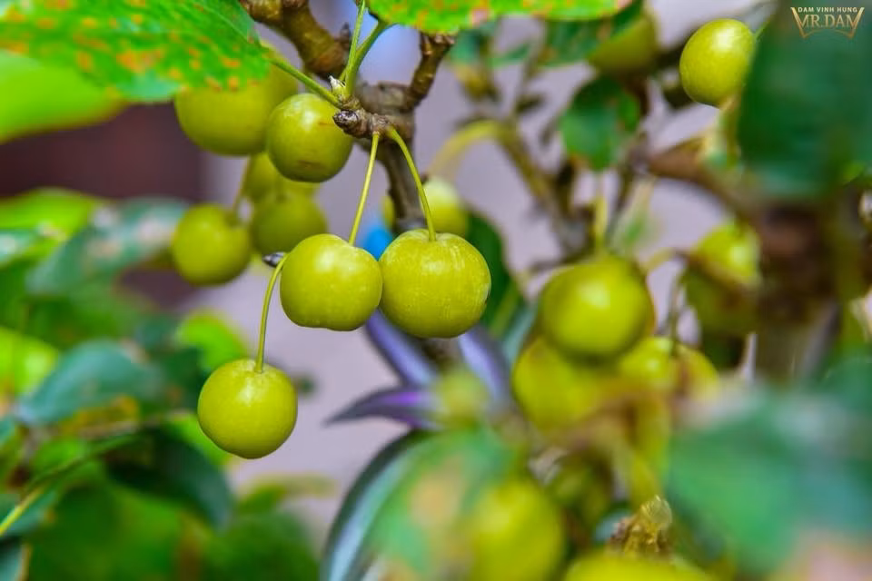 Táo cảnh nhỏ xinh xắn.