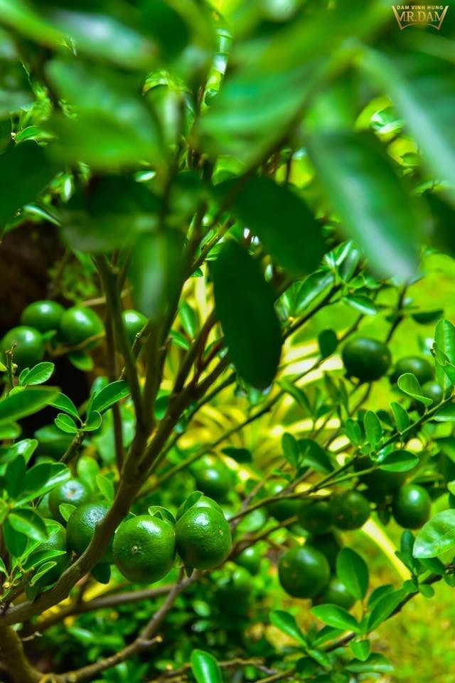 Cây quýt đá chỉ để làm cảnh, không ăn được.