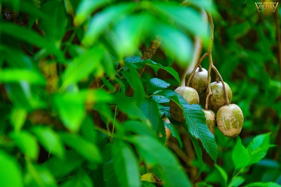 Nam ca sĩ Đàm Vĩnh Hưng còn trồng nhiều cây ăn quả dân dã như cóc, lựu...