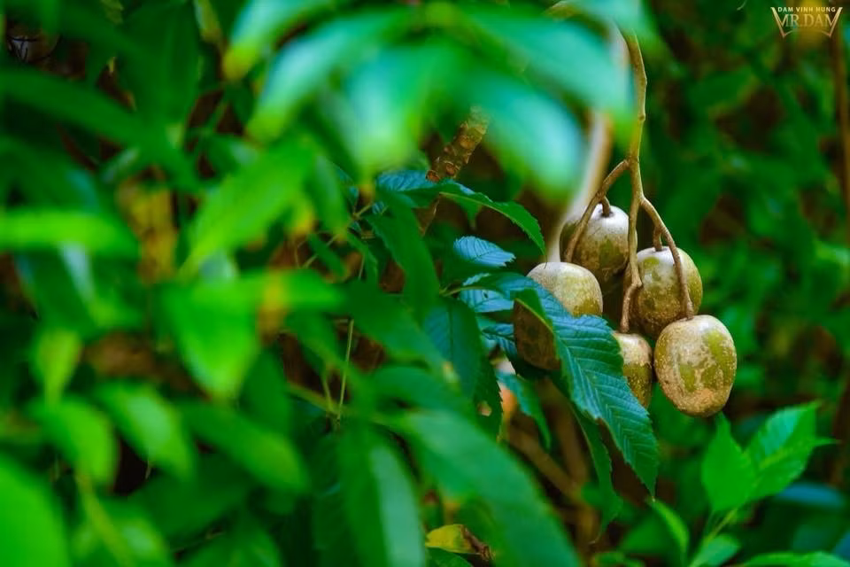 Nam ca sĩ Đàm Vĩnh Hưng còn trồng nhiều cây ăn quả dân dã như cóc, lựu...
