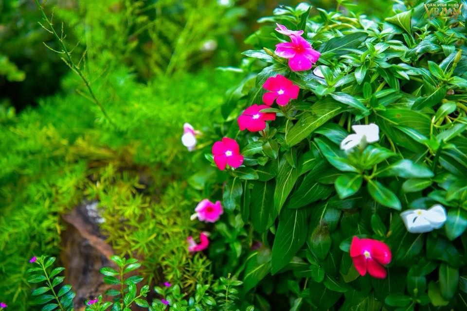 Khu vườn bé nhỏ ngập tràn hương sắc là nơi anh thư giãn sau những giờ tập luyện và đi diễn mệt mỏi của "ông hoàng nhạc Việt". Nguồn ảnh: FBNV.