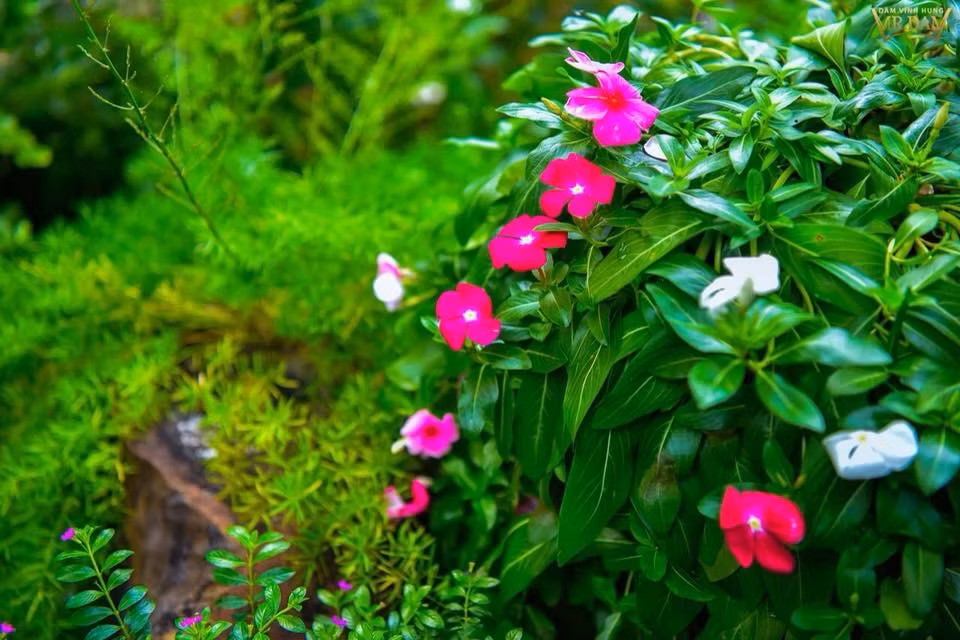 Khu vườn bé nhỏ ngập tràn hương sắc là nơi anh thư giãn sau những giờ tập luyện và đi diễn mệt mỏi của "ông hoàng nhạc Việt". Nguồn ảnh: FBNV.