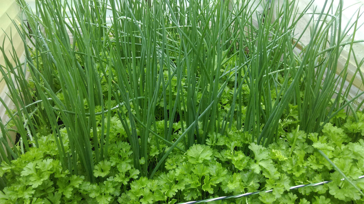 Các loại rau gia vị đặc trưng ở Việt Nam như hành, mùi, xà lách...Ảnh: Dân Việt.