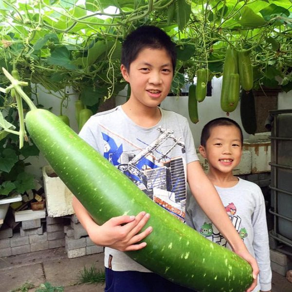 Đặc biệt, có những trái nặng tới 20kg. Ảnh: Khám phá.