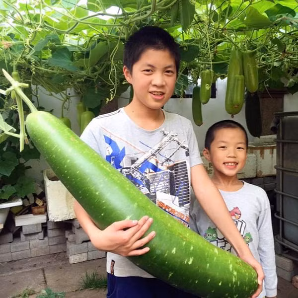 Đặc biệt, có những trái nặng tới 20kg. Ảnh: Khám phá.