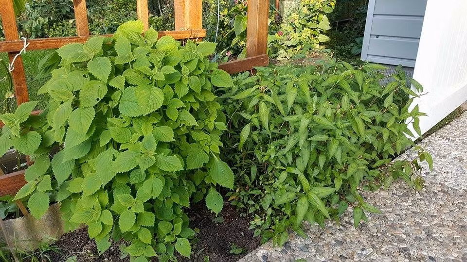 Trong vườn của anh Bé còn trồng nhiều các loại rau gia vị như kinh giới, rau răm....Ảnh: DSPL.