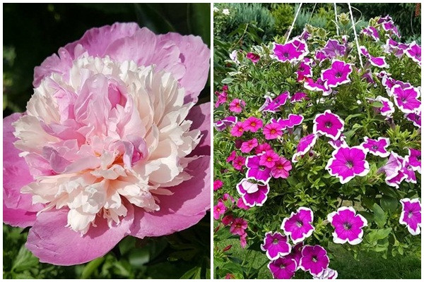 Bên cạnh rau quả còn có nhiều hoa khoe sắc như mười giờ, mẫu đơn, dạ yến thảo...Ảnh: DSPL.