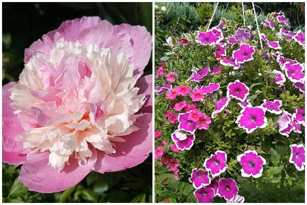 Bên cạnh rau quả còn có nhiều hoa khoe sắc như mười giờ, mẫu đơn, dạ yến thảo...Ảnh: DSPL.