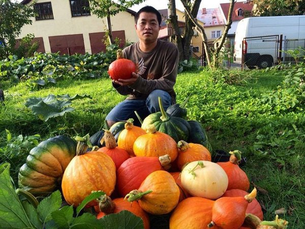 Cùng với bầu bí, anh Hải còn trồng cả bí ngô để dành cho mùa đông. Trái nào cũng to và đẹp mắt. Ảnh: Khám phá.