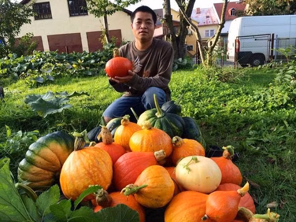 Cùng với bầu bí, anh Hải còn trồng cả bí ngô để dành cho mùa đông. Trái nào cũng to và đẹp mắt. Ảnh: Khám phá.