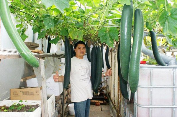 Anh Nguyễn Xuân Hải (sống ở Cộng hòa Séc) sở hữu khu vườn có giàn bầu, bí sai trĩu quả. Ảnh: Khám phá.