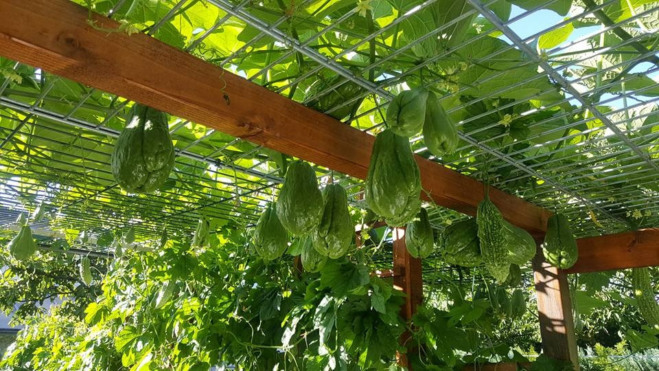 Trong khu vườn rộng 30m2, anh Bé trồng đủ các loại rau Việt như bầu, su su su, mướp đắng...Ảnh: DSPL.